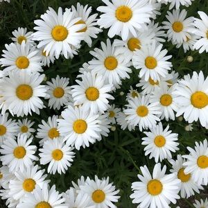 Meet your Posher, Mara